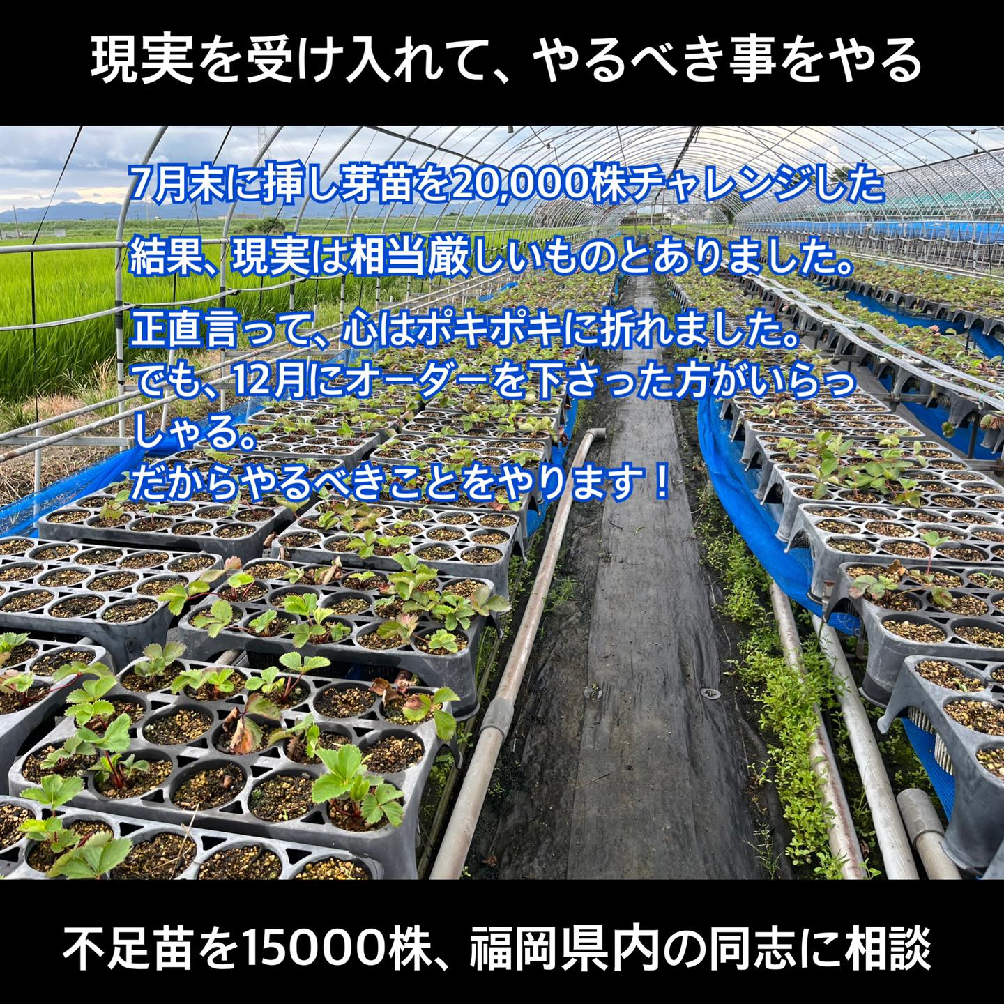 のいちご挿し穂相談ページ