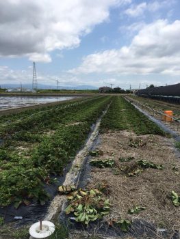 6月15日(金) この調子で…😊