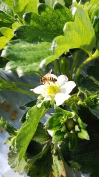 蜂🐝さん活動中‼️ あまおう産直農家の栽培日記