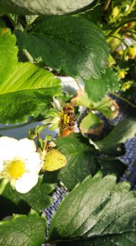 今日は、朝から蜂🐝さんのお出迎えでした。苺 いちご あまおう 産直