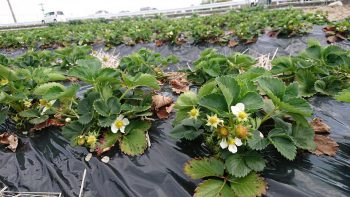 春ですね〰️🌸　苺　いちご　あまおう　産直　通販