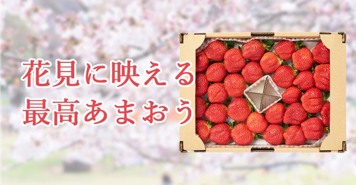 お花見に箱詰めの最高あまおうをどうぞ！